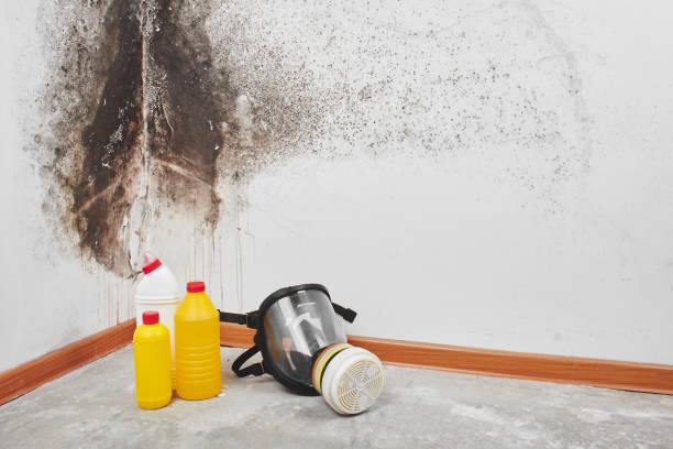 Best Residential Mold Inspection & Testing  in Crestline, CA