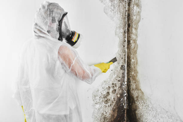 Best Mold Removal for HVAC Installations  in Crestline, CA