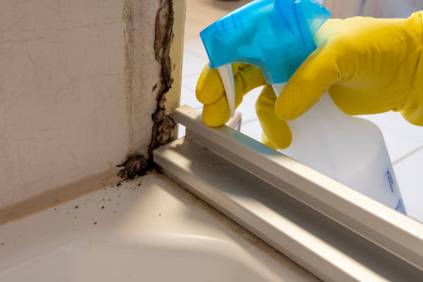 Best Attic Mold Removal  in Crestline, CA