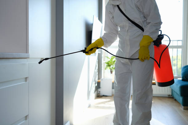 Best Black Mold Removal  in Crestline, CA